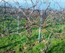 За мінімального обрізування виноградники зазвичай дають значно більший врожай
